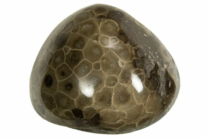 Polished Petoskey Stone (Fossil Coral) - Michigan #328355